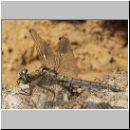 Orthetrum cancellatum - Grosser Blaupfeil w07.jpg
